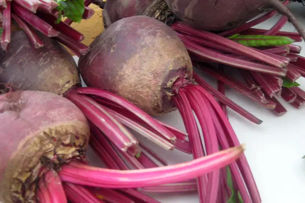 Rödbetor